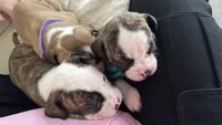 Lula Belle, a female American Bulldog for sale in Mcdonough, GA – 8 of 8