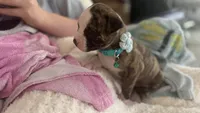 Lula Belle, a female American Bulldog for sale in Mcdonough, GA – 6 of 8