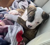 About Waylon — The Shotgun Rider 🤎🚙, a male American Bulldog for sale in Mcdonough, GA – 5 of 10