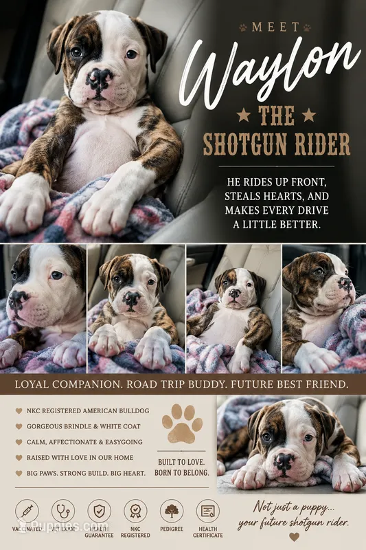 About Waylon — The Shotgun Rider 🤎🚙 – American Bulldog puppy for sale in Mcdonough, GA