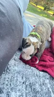 Cletus, a male American Bulldog for sale in Mcdonough, GA – 8 of 8