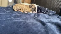 Bubba, a male American Bulldog for sale in Mcdonough, GA – 6 of 7