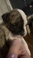 Bubba, a male American Bulldog for sale in Mcdonough, GA – 4 of 7