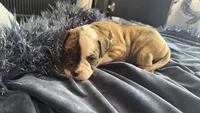 Bubba, a male American Bulldog for sale in Mcdonough, GA – 3 of 7