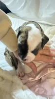 Bubba, a male American Bulldog for sale in Mcdonough, GA – 5 of 7