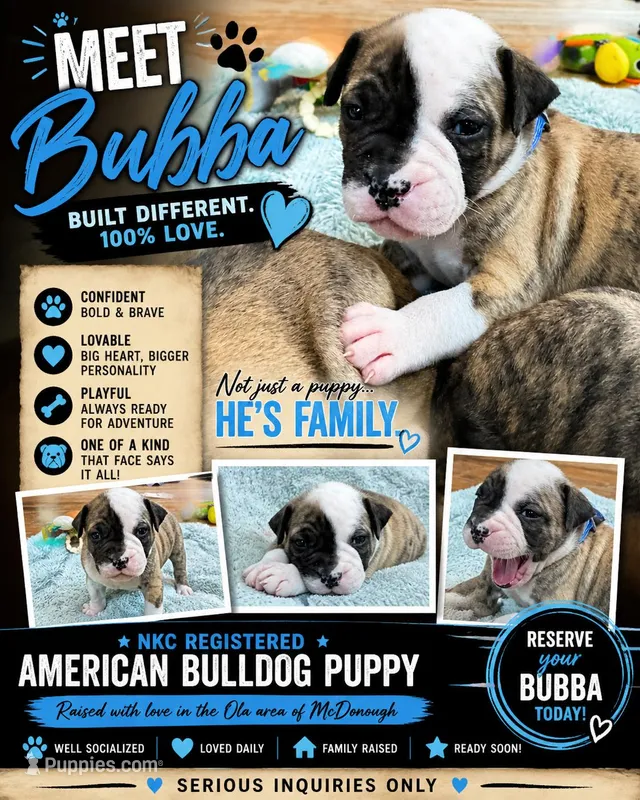 Bubba – American Bulldog puppy for sale in Mcdonough, GA
