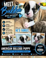 Bubba, a male American Bulldog for sale in Mcdonough, GA – 1 of 7