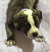 💜Jolene The Quiet Confidence Of A True Companion, a female American Bulldog for sale in Mcdonough, GA – 4 of 8