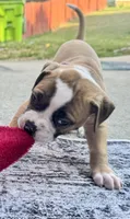 Sadie Ray, a female American Bulldog for sale in Mcdonough, GA – 4 of 9