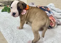 NKC Ellie Sue, a female American Bulldog for sale in Mcdonough, GA – 6 of 9