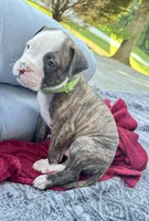 Cletus, a male American Bulldog for sale in Mcdonough, GA – 7 of 8