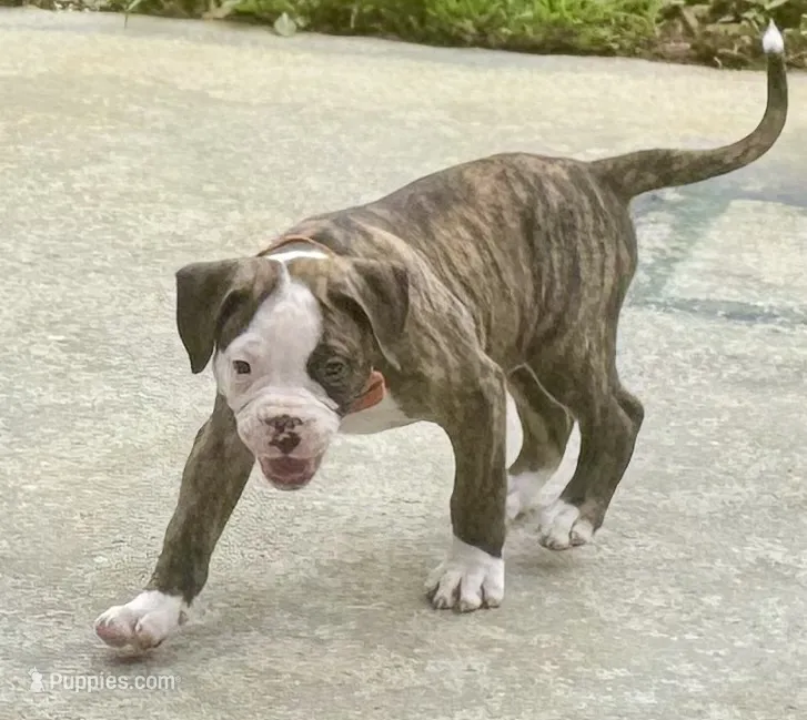 Cletus – The Happy-Go-Lucky Heart Stealer – American Bulldog puppy for sale in Mcdonough, GA
