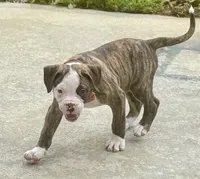 Cletus – The Happy-Go-Lucky Heart Stealer, a male American Bulldog for sale in Mcdonough, GA – 5 of 10