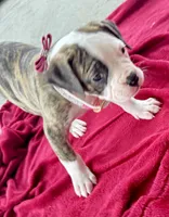     Big Boned Bulldog Beauty • Dolly, a female American Bulldog for sale in Mcdonough, GA – 3 of 10