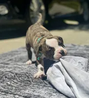 Lula Belle, a female American Bulldog for sale in Mcdonough, GA – 5 of 8