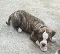 Lula Belle The little angel with the big ♥️, a female American Bulldog for sale in Mcdonough, GA – 6 of 10