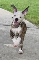 💙Bo ~ Built For Love ❤️ Ready For Family 💙 READY NOW! , a male American Bulldog for sale in Mcdonough, GA – 5 of 10