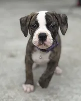 💜Jolene The Quiet Confidence Of A True Companion, a female American Bulldog for sale in Mcdonough, GA – 7 of 8