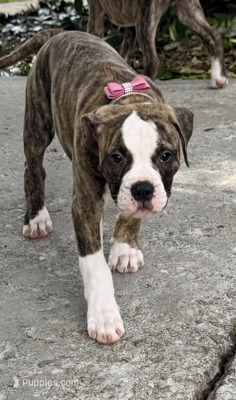 💟 Lulla Belle 💜 The Puppy That Just WantsTo Love  You! 💟 READY NOW – American Bulldog puppy for sale in Mcdonough, GA