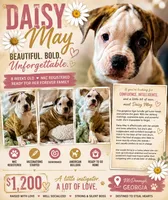 🌼Daisy May🌼Gentle Giant and Future Best Friend! READY NOW!!, a female American Bulldog for sale in Mcdonough, GA – 2 of 8