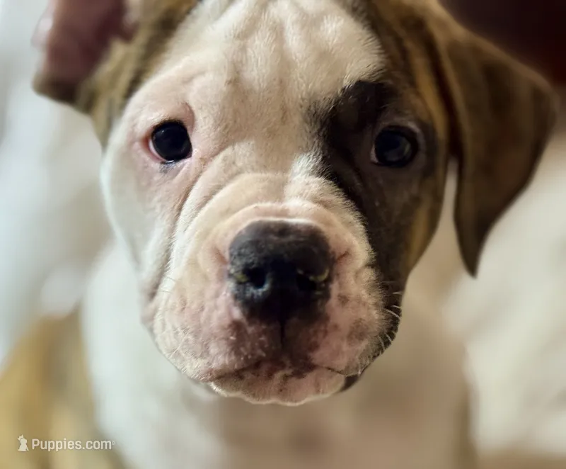 Ultra Rare Tiger Stripe Brindle American Bulldog Daisy May – American Bulldog puppy for sale in Mcdonough, GA