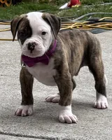 Meet Waylon… the puppy that quietly stole the spotlight, a male American Bulldog for sale in Mcdonough, GA – 4 of 10