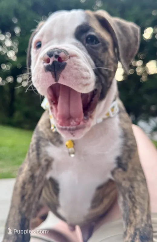 Cletus – The Happy-Go-Lucky Heart Stealer – American Bulldog puppy for sale in Mcdonough, GA