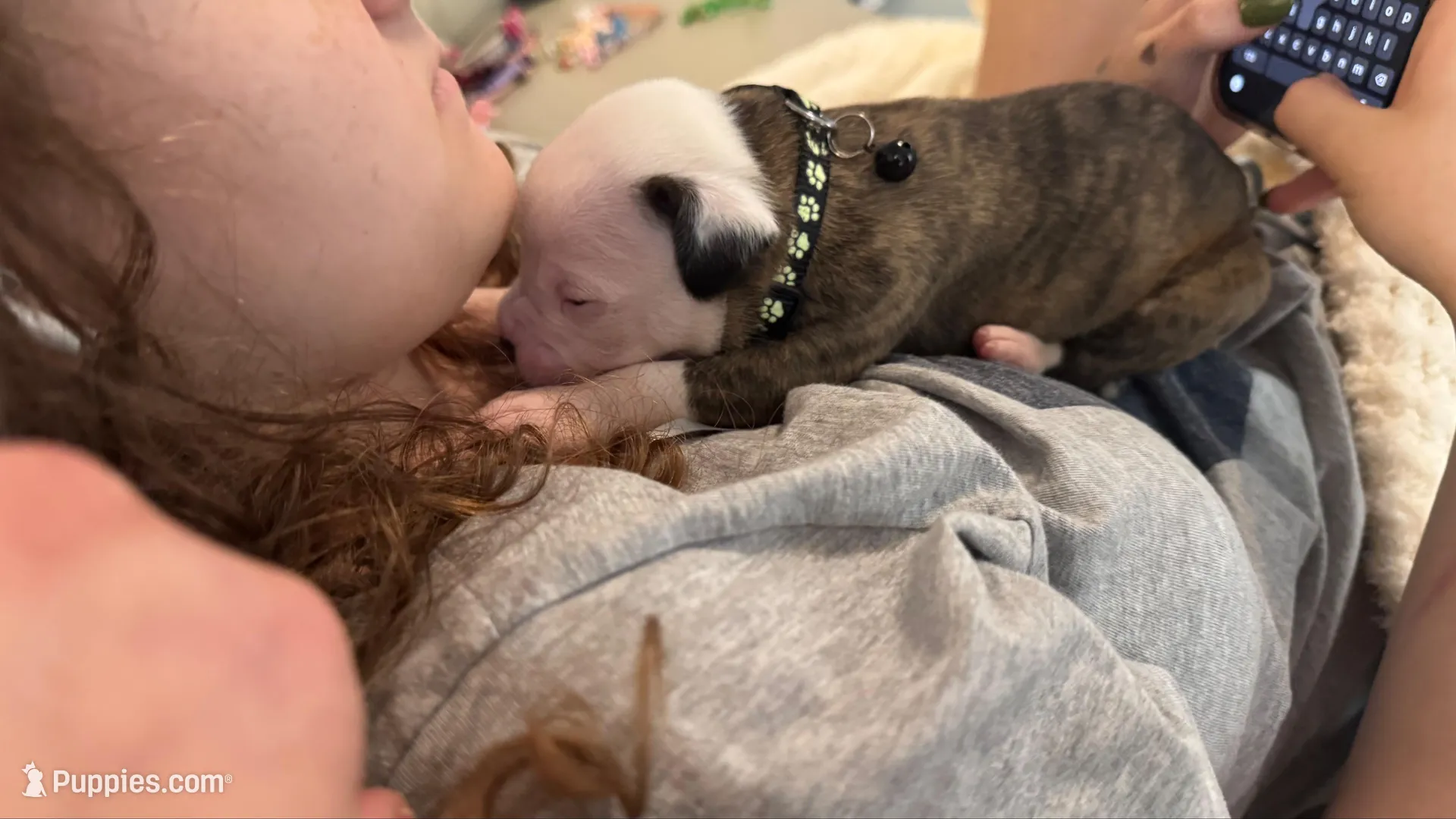 Bo, a male American Bulldog for sale in Mcdonough, GA – 4 of 6