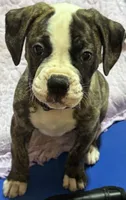 💜Jolene The Quiet Confidence Of A True Companion, a female American Bulldog for sale in Mcdonough, GA – 3 of 8