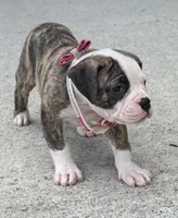     Big Boned Bulldog Beauty • Dolly, a female American Bulldog for sale in Mcdonough, GA – 5 of 10