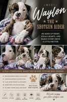 Meet Waylon… the puppy that quietly stole the spotlight, a male American Bulldog for sale in Mcdonough, GA – 10 of 10