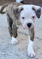 💙Bo ~ Built For Love ❤️ Ready For Family 💙 READY NOW! , a male American Bulldog for sale in Mcdonough, GA – 8 of 10