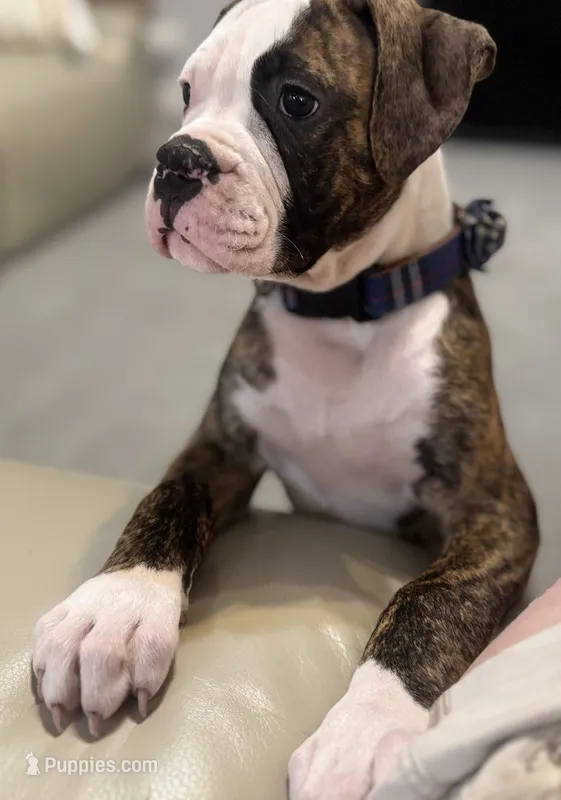 Cletus – The Happy-Go-Lucky Heart Stealer – American Bulldog puppy for sale in Mcdonough, GA
