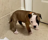 NKC Ellie Sue, a female American Bulldog for sale in Mcdonough, GA – 4 of 9