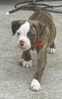Cletus – The Happy-Go-Lucky Heart Stealer, a male American Bulldog for sale in Mcdonough, GA – 4 of 10