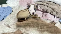 NKC Ellie Sue, a female American Bulldog for sale in Mcdonough, GA – 9 of 9