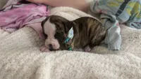 Lula Belle, a female American Bulldog for sale in Mcdonough, GA – 4 of 8
