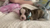 Lula Belle, a female American Bulldog for sale in Mcdonough, GA – 5 of 8