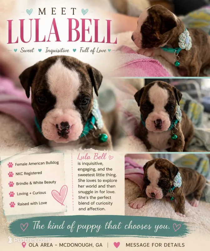 Lula Belle – American Bulldog puppy for sale in Mcdonough, GA