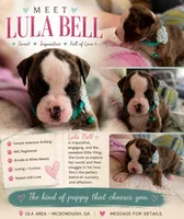 Lula Belle, a female American Bulldog for sale in Mcdonough, GA – 1 of 8