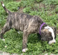 💜Jolene The Quiet Confidence Of A True Companion, a female American Bulldog for sale in Mcdonough, GA – 6 of 8