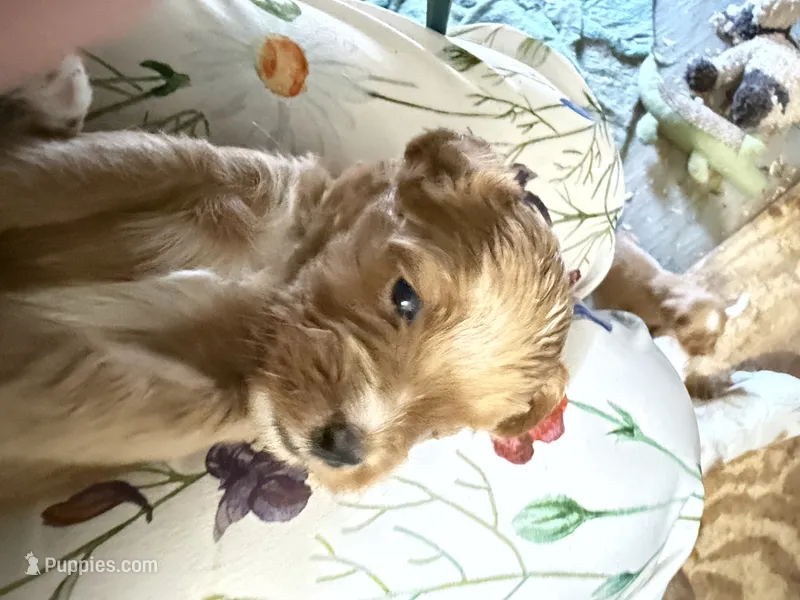 Puppy 5 – Cavapoo puppy for sale in Amarillo, TX