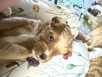 Puppy 5, a female Cavapoo for sale in Amarillo, TX – 1 of 4