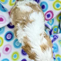 Mary, a female Cavapoo for sale in Amarillo, TX – Photo 3 of 3