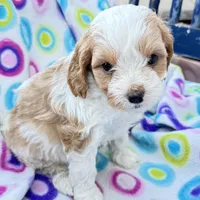 Mary, a female Cavapoo for sale in Amarillo, TX – Photo 2 of 3