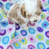 Mary, a female Cavapoo for sale in Amarillo, TX – Photo 1 of 3