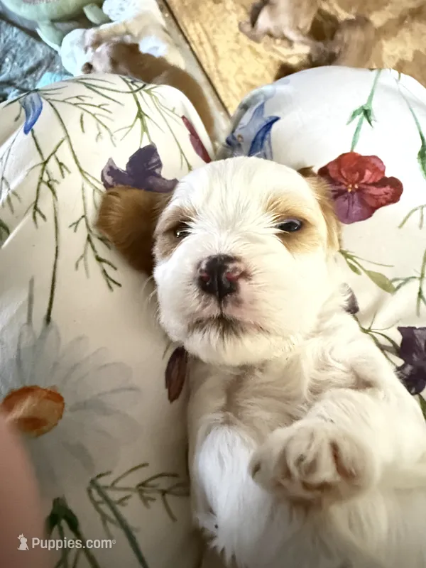 Puppy 4 – Cavapoo puppy for sale in Amarillo, TX