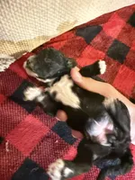 Girl one and only, a female Cavapoo for sale in Amarillo, TX – Photo 2 of 3