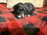Girl one and only, a female Cavapoo for sale in Amarillo, TX – 6 of 6