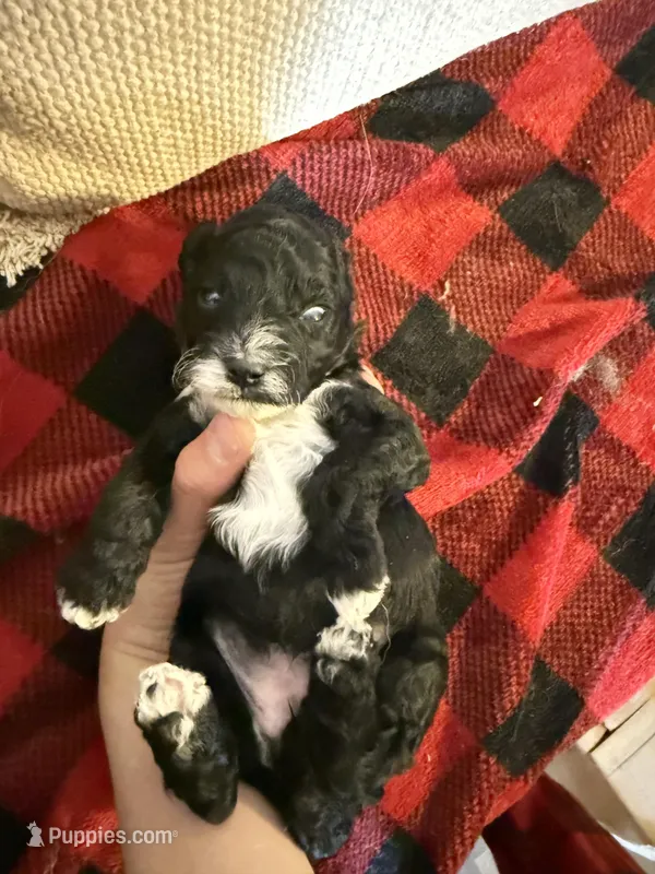 Girl one and only – Cavapoo puppy for sale in Amarillo, TX